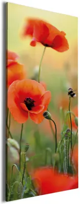 Produktbild von Wallario Premium Leinwandbild Mohnblumenblüten in Größe 60 x 150 cm