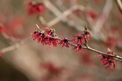 Produktbild von Hamamelis intermedia 'Ruby Glow', Zaubernuss, rot, 40–60 cm