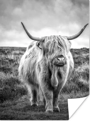 Produktbild von MuchoWow® Poster Schottischer Hochländer - Tiere - Wolken - Kuh - Natur 60x80 cm - Schlafzimmer Dekoration