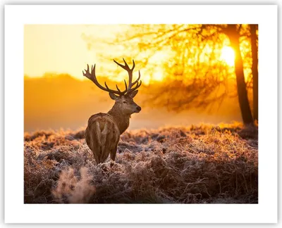 Produktbild von Poster - Poster ohne Rahmen - Herbst landschaft natur blatt - 50x40 cm - Wand Bild - Wanddeko - Wandbilder - Kunstposter - Wandposter - Bilder - Kunstdruck - Wandbild - P2XAA50x40-2552