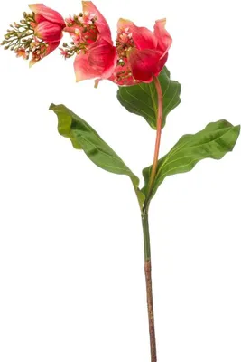 Produktbild von artplants.de Deko Medinilla NIVARD, Koralle, 110cm - Künstliche Blume