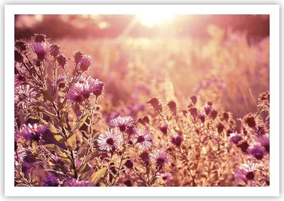 Produktbild von Poster - Poster ohne Rahmen - Wiese Blumen Sonne - 100x70 cm - Wand Bild - Wanddeko - Wandbilder - Kunstposter - Wandposter - Bilder - Kunstdruck - Wanddekoration - Wandbild - P2XAA100x70-4819