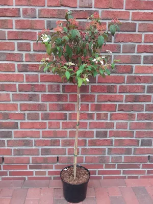 Produktbild von Viburnum plicatum 'Summersnowflake'- Stämmchen, Sommer-Schneeball, Höhe inklusive Topf: 120-130 cm