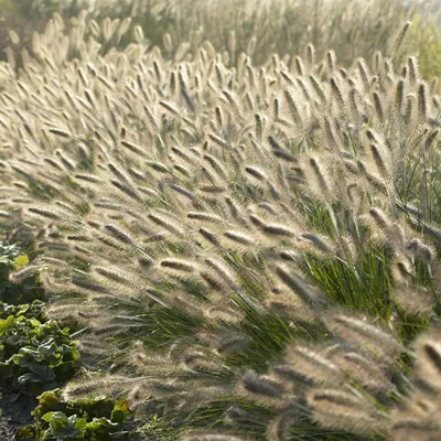 Obrázek produktu pro Pennisetum alopecuroides 'Hameln' 24 rostlin 10 - 25cm, prumer 9cm, okrasná