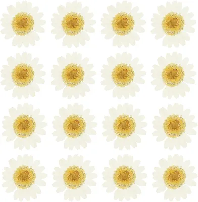 Produktbild von 48 Stück natürlich gepresste, getrocknete Gänseblümchen, für Bastelarbeiten, Heimdekoration, Nageldesign und weiße Färbung