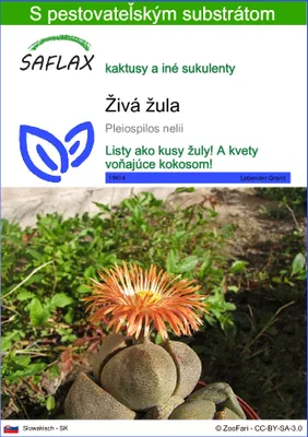 Obrázok produktu pre SAFLAX - živá žula - Pleiospilos nelii - 40 Semená - S pestovateľským substrátom bez klíčkov