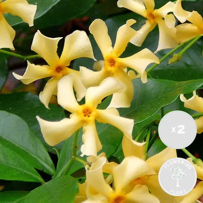 Produktbild von 2er-Set Trachelospermum Jasminoides Star of Toscana, 50-70 cm