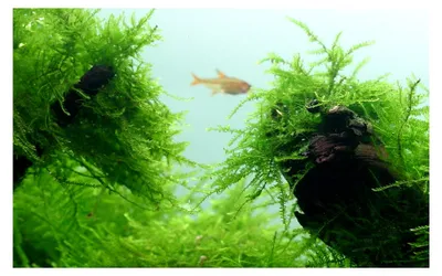 Produktbild von Tropica Aquarium Pflanze Javamoos Moos Taxiphyllum barbieri in Vitro 1-2 Grow Wasserpflanzen