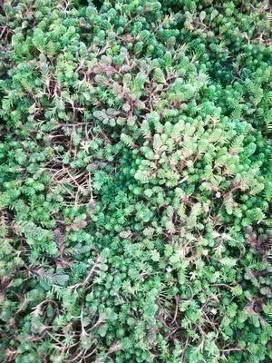 Produktbild von 6 x  Sedum sexangulare - Fettblatt - Topf 9 x 9 cm