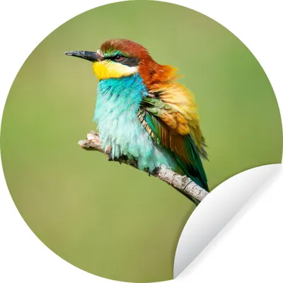 Produktbild von MuchoWow® Runde Wandtattoo - Wandsticker Tapete Aufkleber Vogel - Tiere - Bienenfresser Ø 80 cm Selbstklebend und Repositionierbar - Wandaufkleber - Kreis - Mauerkreis - Wand Bilder - Wandsticker - Wohnzimmer Dekoration - Dekoration für die Wände - Aluminium - Babyzimmer