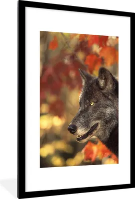 Produktbild von MuchoWow® MuchoWow® Gerahmtes Poster Wolf - Nahaufnahme - Blätter 60x90 cm - Poster mit zchwarzem Bilderrahmen - Dekoration - Wandposter Wohnzimmer - Hochwertig