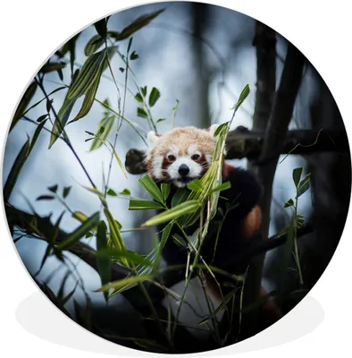 Produktbild von MuchoWow® Rundes Wandbild - Runde Bilder Panda - Pflanzen - Zweige Ø 30 cm Kreis Wanddekoration Kunststoff - Wandkreis - Wandschmuck - Schlafzimmer - Bilder - Der Kreis - Kunst für die Wohnung - Plastik - Kunstdruck - Wandbild