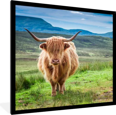 Produktbild von MuchoWow® Gerahmtes Poster Schottischer Hochländer - Kuh - Natur - Berg - Gras 40x40 cm - Poster mit Schwarzem Bilderrahmen Wandposter Rahmen Foto Bilder - Mit Rahmen - Wanddekoration Schlafzimmer