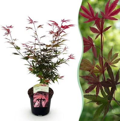 Immagine prodotto di Pianta da terrazzo - Acero giapponese - Acer palmatum Shaina - Rosso - 1 Pianta - Decidua - 60-70cm - Ø25cm - Pianta da giardino