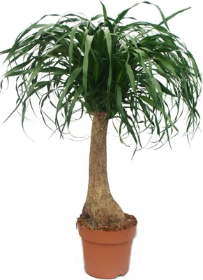 Image de Beaucarnea (Nolina), pied d'éléphant, 19cm, trompe droite