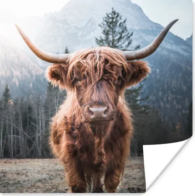 Produktbild von MuchoWow® Poster Schottischer Hochländer - Kuh - Tiere - Berg - Natur 50x50 cm - Wohnzimmerdekoration