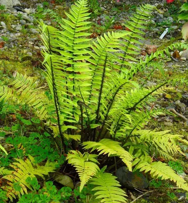 Produktbild von Elefantenrüsselfarn 30-40 cm, Cont. 1,7 l