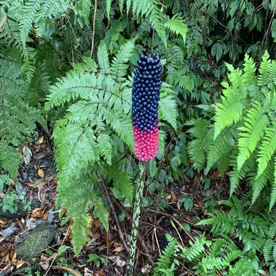 Obrázok produktu pre Kyushu-Aronstab (Amorphophallus kiusianus) – 1 vyklíčené semeno