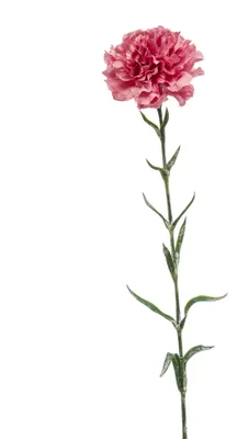Produktbild von künstliche Nelke Dianthus spray H. 67cm altrosa Emerald Kunstblumen