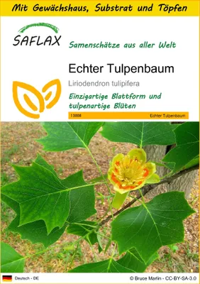Produktbild von SAFLAX Anzucht Set - Echter Tulpenbaum - Liriodendron tulipifera - 20 Samen - Mit Mini-Gewächshaus, Anzuchtsubstrat und 2 Töpfen