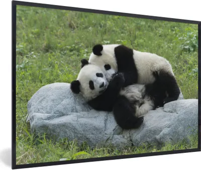 Produktbild von MuchoWow® Gerahmtes Poster Pandas - Gras - Stein 60x40 cm - Poster mit Schwarzem Bilderrahmen Wandposter Rahmen Foto Bilder - Printing - Wanddeko Schlafzimmer