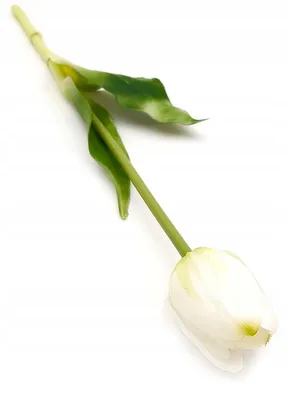 Image de Tulipe Silicone TG Blanc Réaliste 40 cm