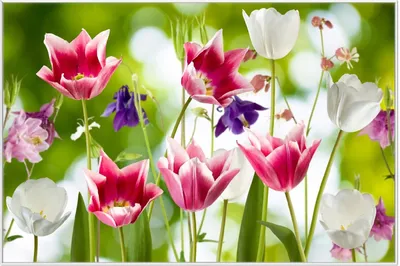 Produktbild von Wallario Wandbild Blühende Blumen im Frühling in pink und weiß, Größe: 61 x 91,50 cm, Poster mit weißem Aluminiumrahmen