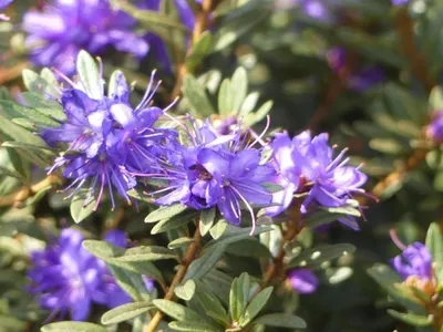 Produktbild von Wild Rhododendron / Alpenrose - Rhododendron scintillans 30-40cm