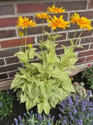 Produktbild von Sonnenauge Helikon - Heliopsis helianthoides - Bienenmagnet - Blattschmuckpflanze