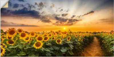 Produktbild von ARTland Wandbild, selbstklebend Sonnenblumenfeld bei Sonnenuntergang Größe: 150x75 cm