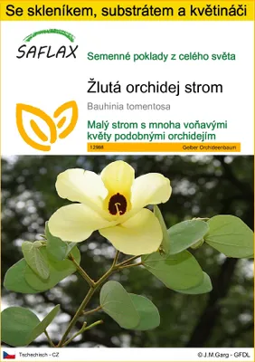Obrázek produktu pro SAFLAX Kultivační sada - Žlutá orchidej strom - Bauhinia tomentosa - 30 Semena - S mini skleníkem, pěstebním substrátem a 2 květináči