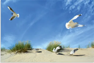 Produktbild von ARTland Wandbild Alu für Innen & Outdoor Möwen und Seeschwalbe in der Düne Größe: 90x60 cm