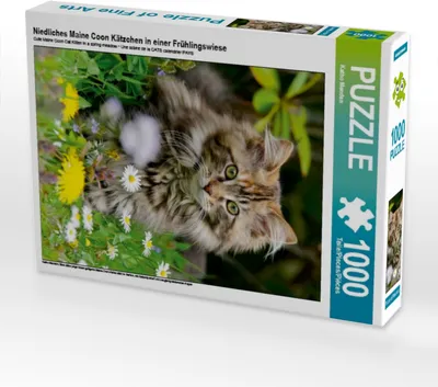 Produktbild von Calvendo Niedliches Maine Coon Kätzchen in einer Frühlingswiese 1000 Teile Puzzle hoch 480x640mm, Menden Katho; 7348141