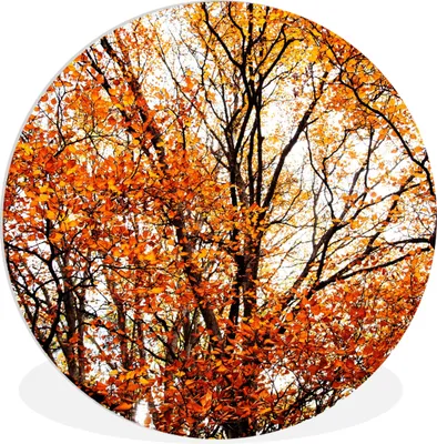 Produktbild von MuchoWow® Rundes Wandbild - Runde Bilder Wald - Herbst - Jahreszeiten Ø 60 cm Kreis Wanddekoration Kunststoff - Wandkreis - Wandschmuck - Wand Kreis - Das Schlafzimmer - Die Bilder - Wandmalerei - Kunst für das Haus - das Plastik