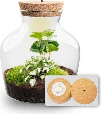 Produktbild von Flaschengarten - Little Joe - Ökosystem mit Pflanzen im Glas - ↑ 21,5 cm