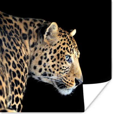 Produktbild von MuchoWow® Poster Leopard - Tiere - Schwarz 100x100 cm - Babyzimmer