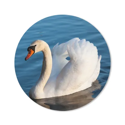 Produktbild von MuchoWow® Mauspad Mousepad Schwan - Wasser - Vogel - Weiß 30x30 cm - Mousepads - Maus Mat - Pad - Mausunterlage - Tischunterlage - Schreibtischmatten