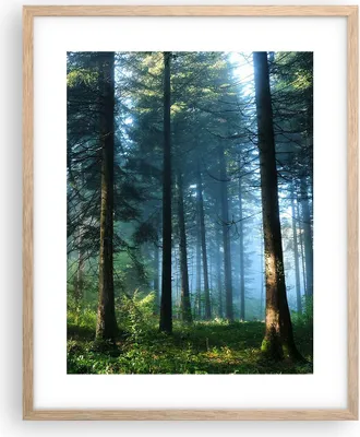 Produktbild von Gerahmtes Poster - Rahmen in heller Eiche - Wald Dämmerung die Sonne - 40x50 cm - Wand Bild - Wanddeko - Wandbilder - Kunstposter - Wandposter - Bilderrahmen - Bilder - Kunstdruck - P2NPA40x50-4398