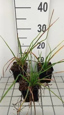 Zdjęcie produktu dla 6 x Kniphofia hybr. 'Royal Standard' - Lilia pochodnia - doniczka 9 x 9 cm