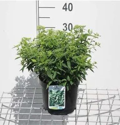 Zdjęcie produktu dla Spiraea jap. 'Albiflora' - Bridal spirea 25-30 cm - Pojemnik