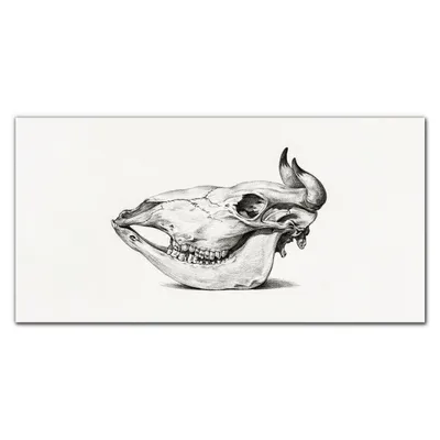 Produktbild von Coloray Küchenrückwand 120x60 Spritzschutz aus Glas - Kuhschädel