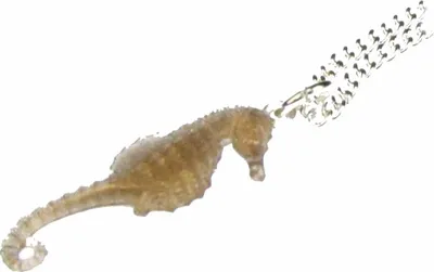 Produktbild von Seepferdchen Kette Halskette Miniblings 45cm Seepferd Ozean Aquarium Meer braun