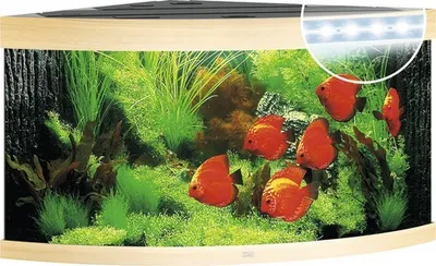 Produktbild von Aquarium JUWEL Trigon 350 mit LED-Beleuchtung, Filter, Heizer ohne Unterschrank helles Holz ca. 123 x 87 x 65 cm ca. 350