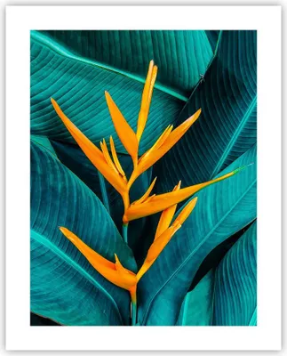 Produktbild von Poster - Poster ohne Rahmen - Blumen Tropen Blätter - 40x50 cm - Wand Bild - Wanddeko - Wandbilder - Kunstposter - Wandposter - Bilder - Kunstdruck - Wanddekoration - Wandbild - P2XPA40x50-5116