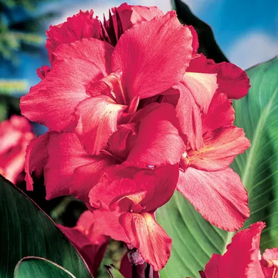 Immagine prodotto di Canna Paciorecznik Kanna Rosa Pink 1 pz. piantine di canna piantina di canna