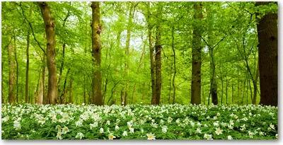 Produktbild von Tulup Glas-Bild -140x70- Wandkunst Dekorative Wand für Küche & Wohnzimmer - Landschaften - Blumen im Wald - Grün