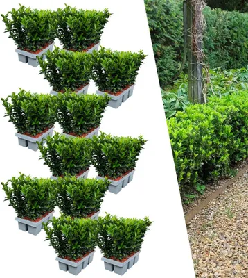 Image de Plants by Frank | 72 Plantes de fusain vert | Euonymus japonicus 'Green Spire' | Couvre-sol rustique | Vivaces rustiques | Plantes de jardin