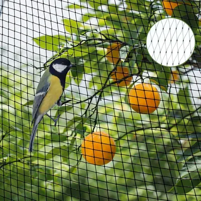 Produktbild von Vogelschutznetz 4 x 12 m, Maschenweite 2 x 2 cm, grün und schwarz, für Pflanzen
