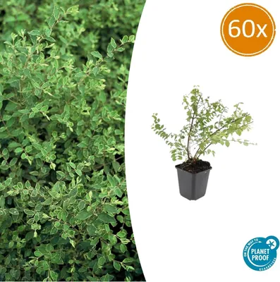 Imagen del producto de Cobertura de suelo - Arándanos enanos morados - Symphoricarpos chenaultii 'Hancock' - Maceta de 9 cm - Juego de 60 plantas