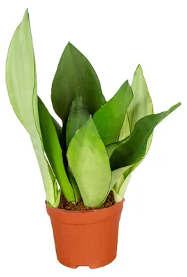 Image de Bloomique - Sansevieria 'Moonshine' par unité - Plante d’intérieur - Hauteur 10-20 cm - Pot 9 cm